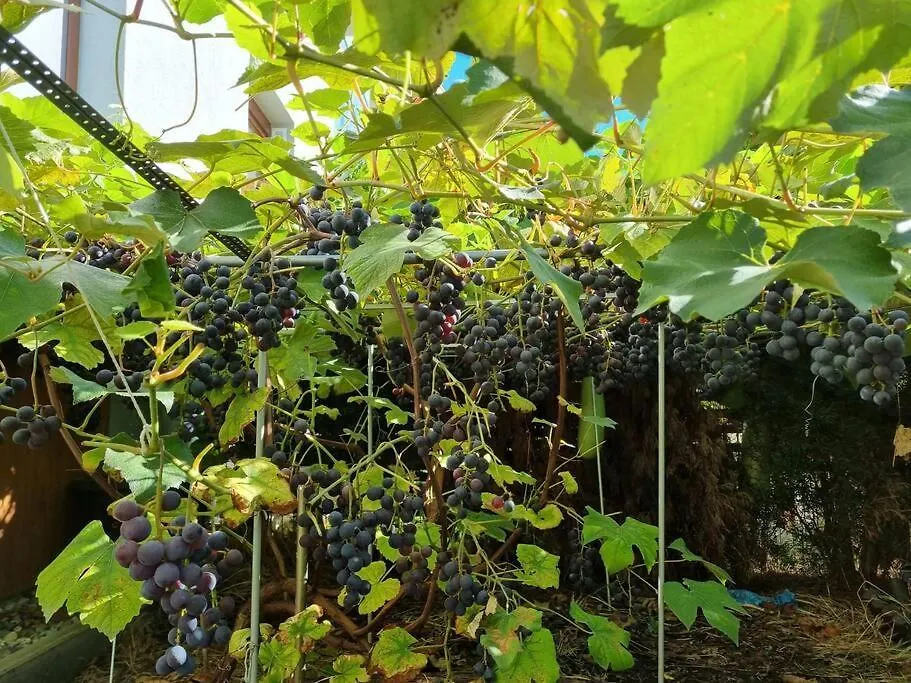 Luxury Garden Apartment ワルシャワ ポーランド